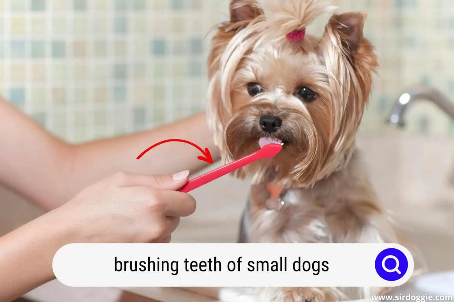 Pet owner brushing her dogs teeth