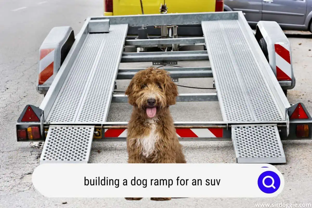 Dog standing in the center of an SUV dog ramp