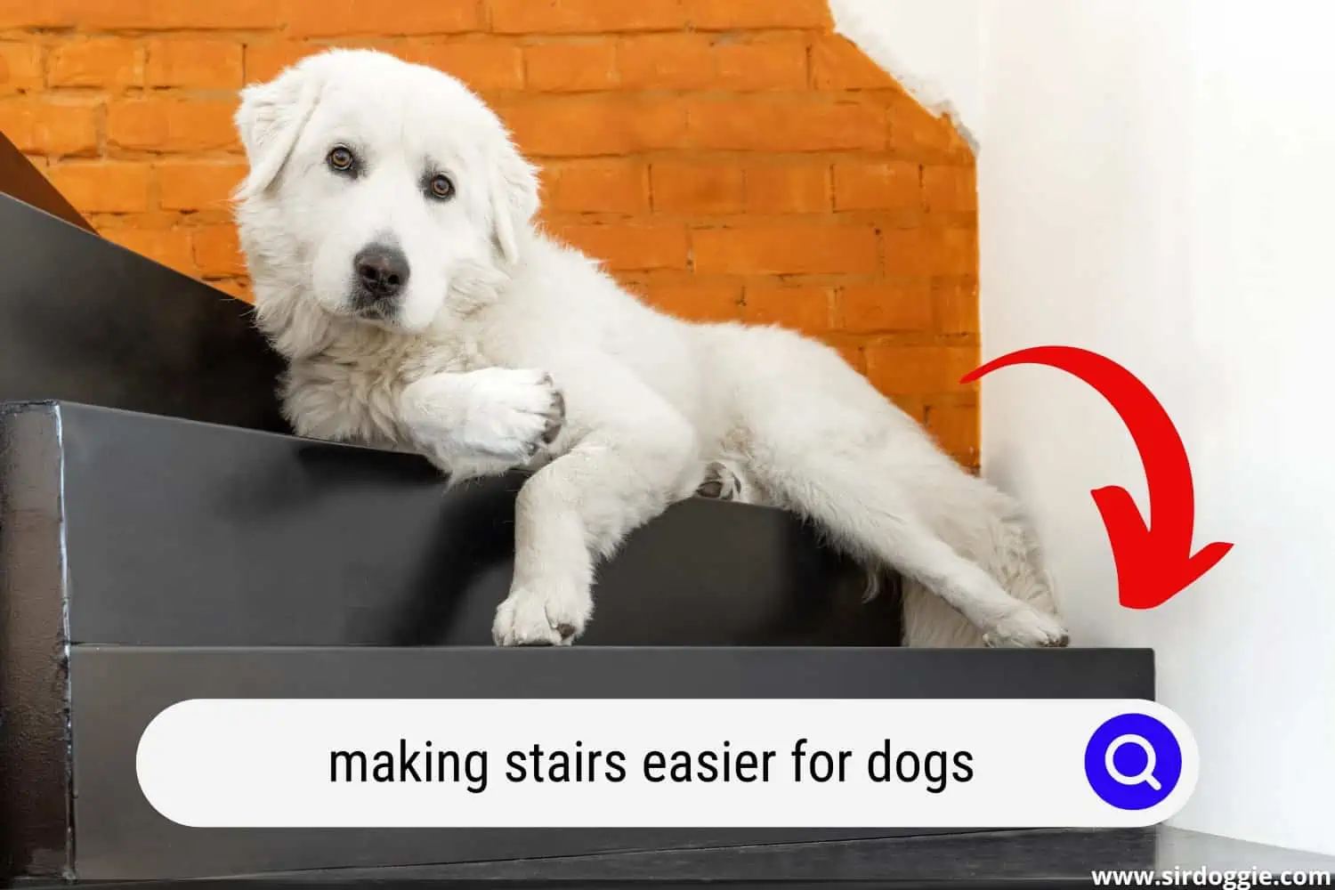 White dog lying in stairs