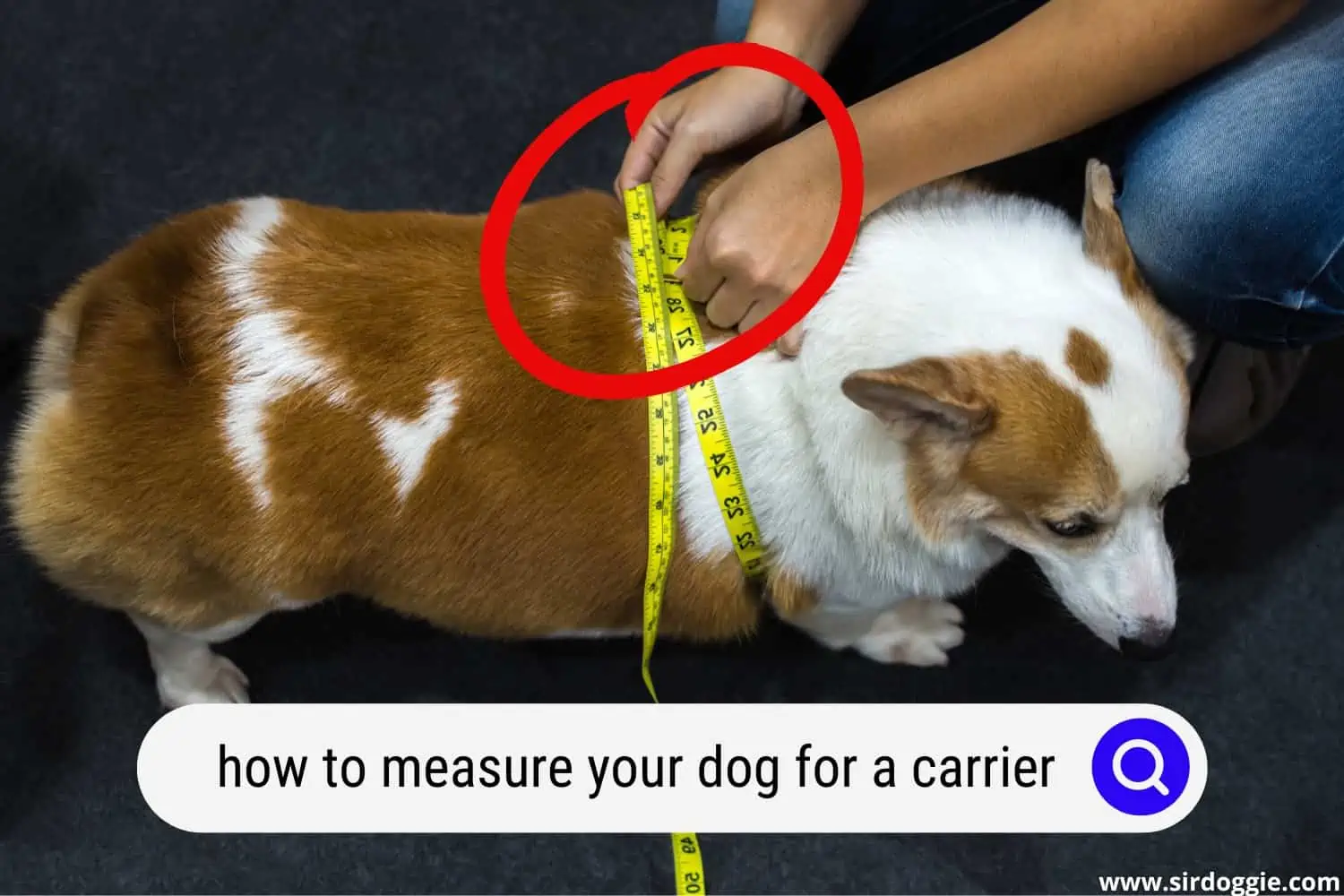 how to measure dog carrier