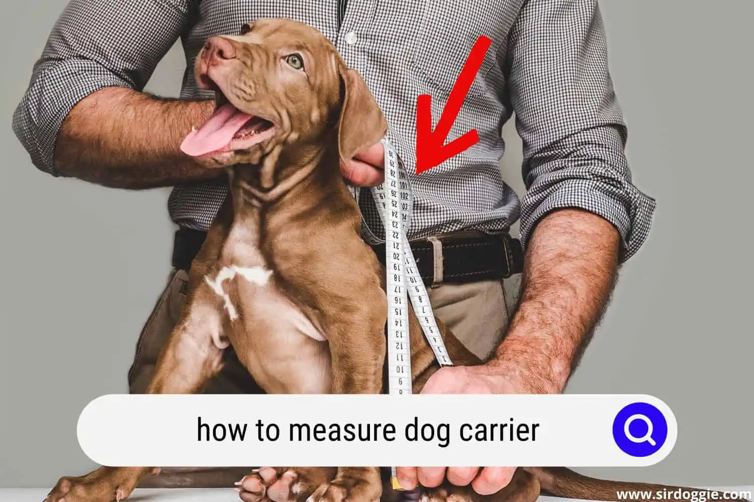 Pet owner measuring his dog's height