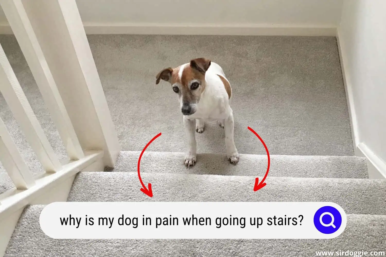 why is my dog in pain when going up stairs
