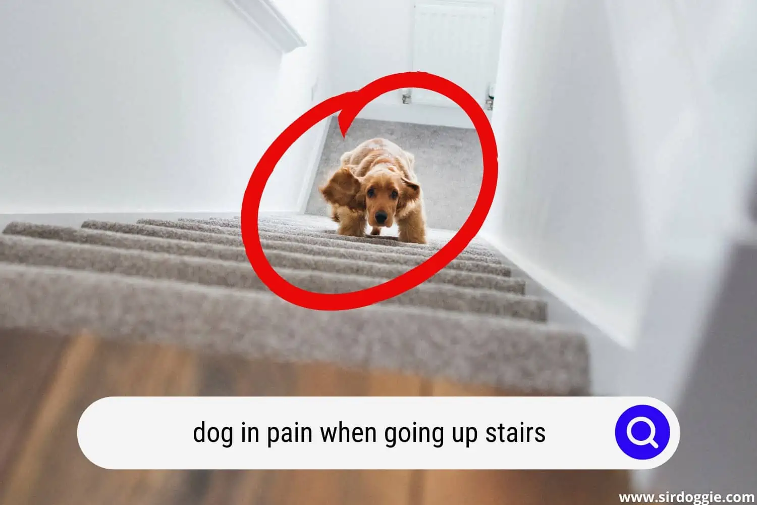 Dog struggling to go up stairs