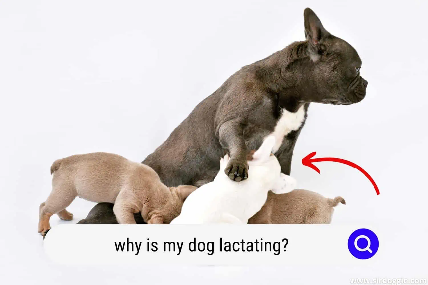 why is my dog lactating
