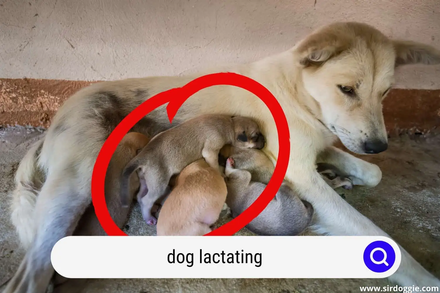 dog lactating