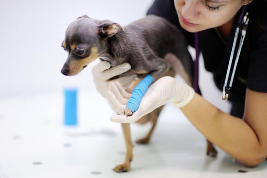 Injured small dog with a cast on front leg being examined by a vet