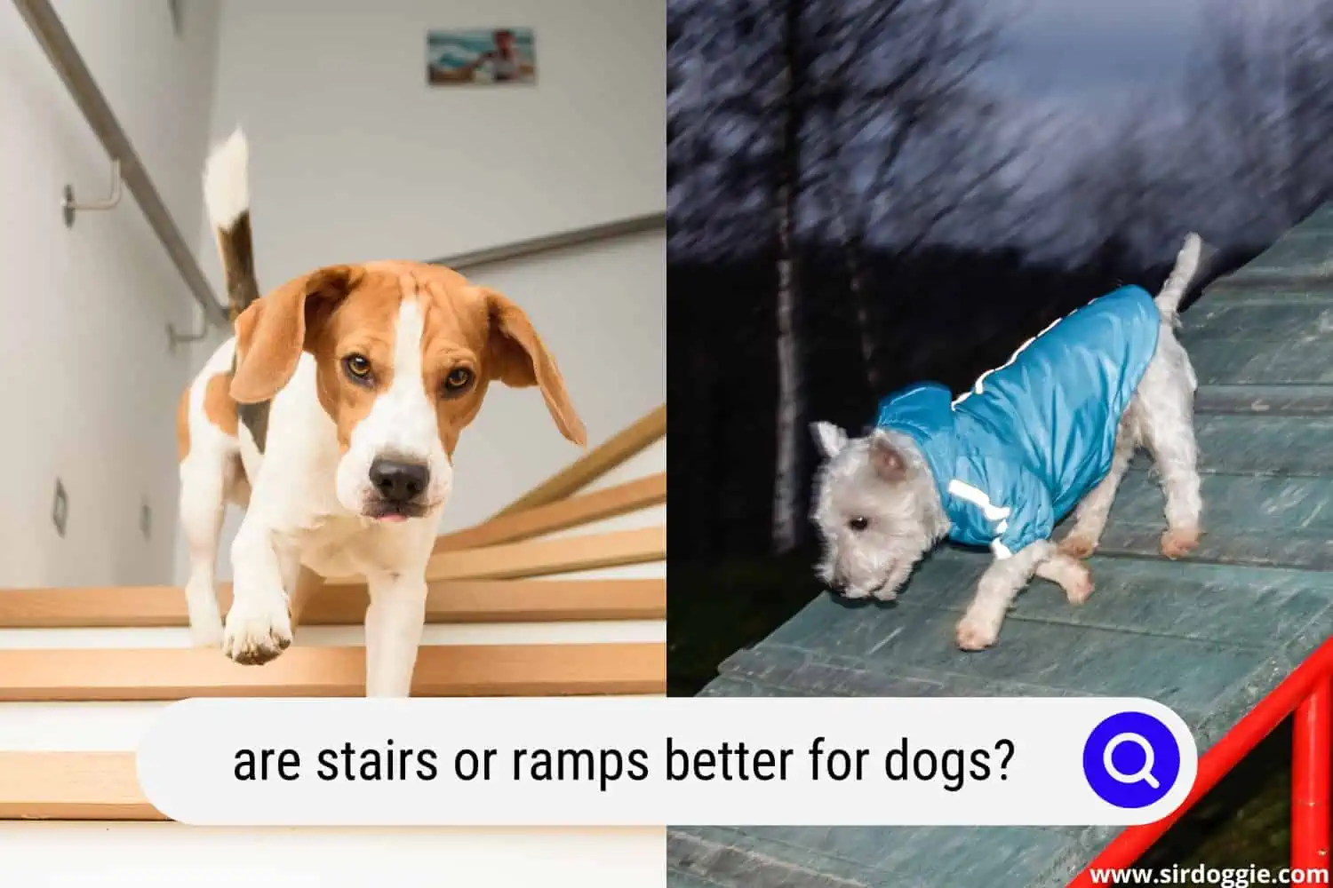 are stairs or ramps better for dogs
