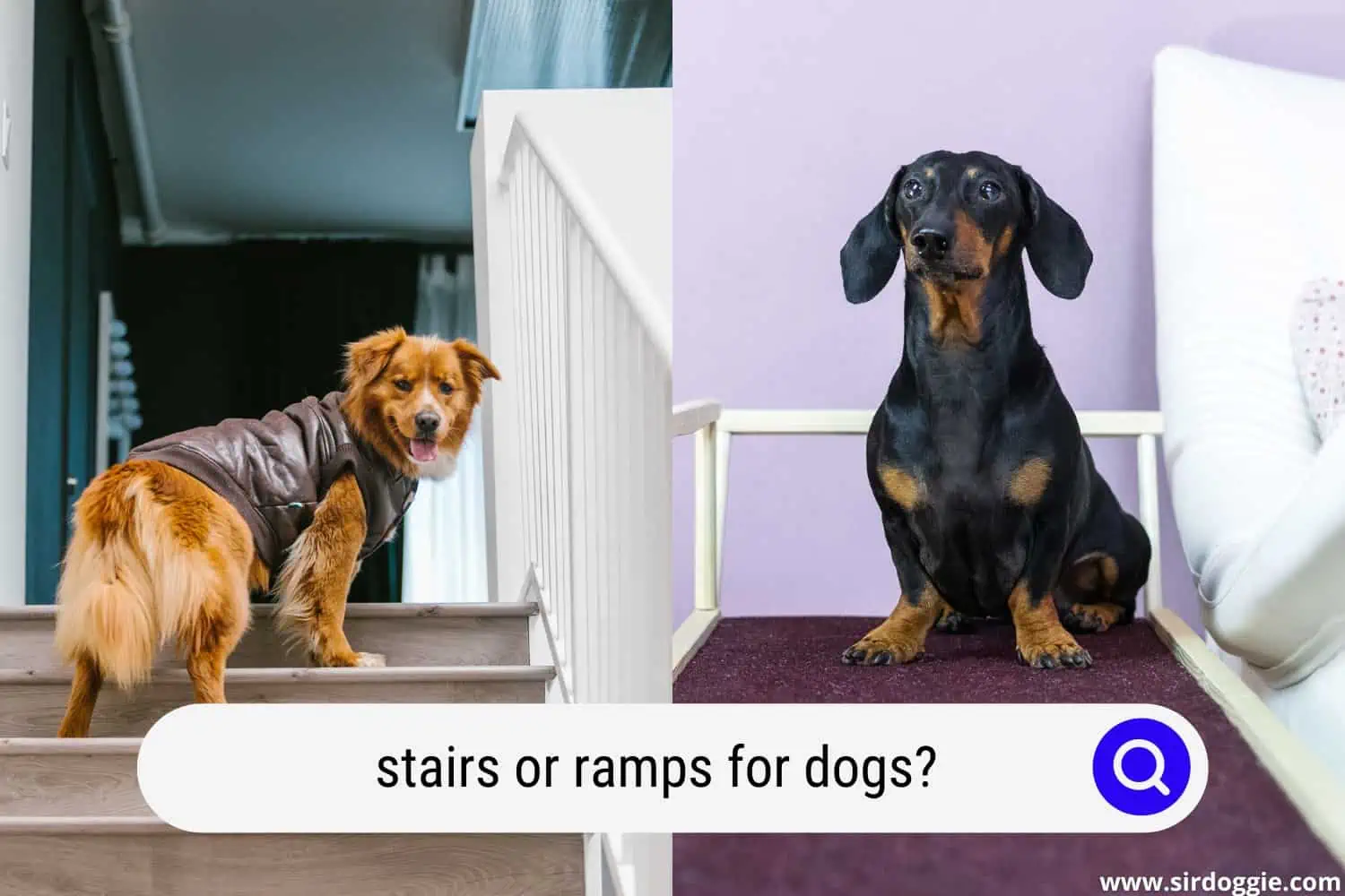 A dog walking in the stair and a dog on the ramp