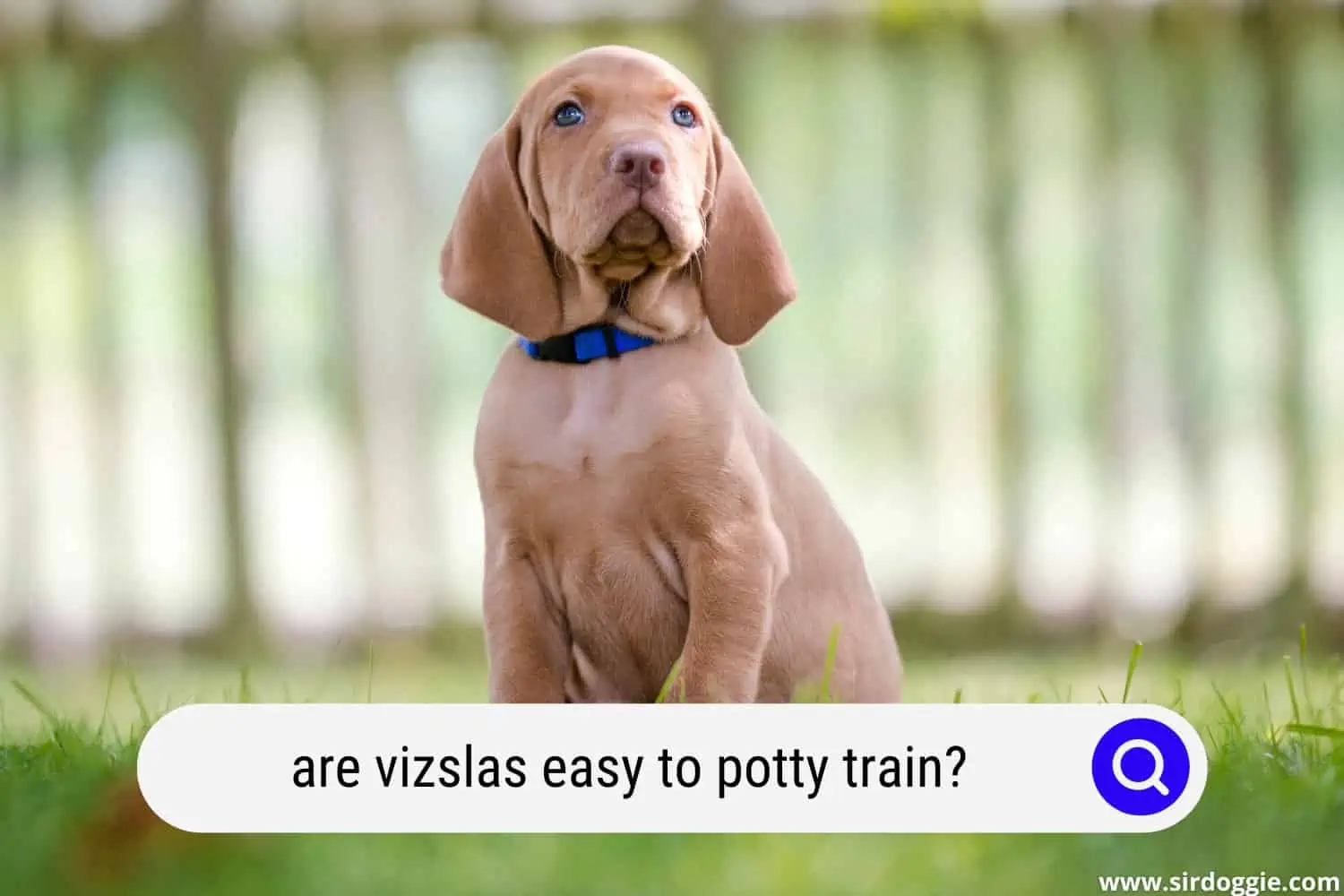 are vizslas easy to potty train