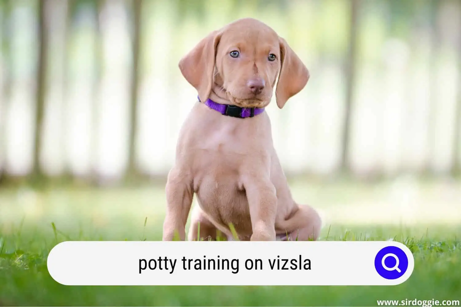 Vizsla dog in a field for potty training