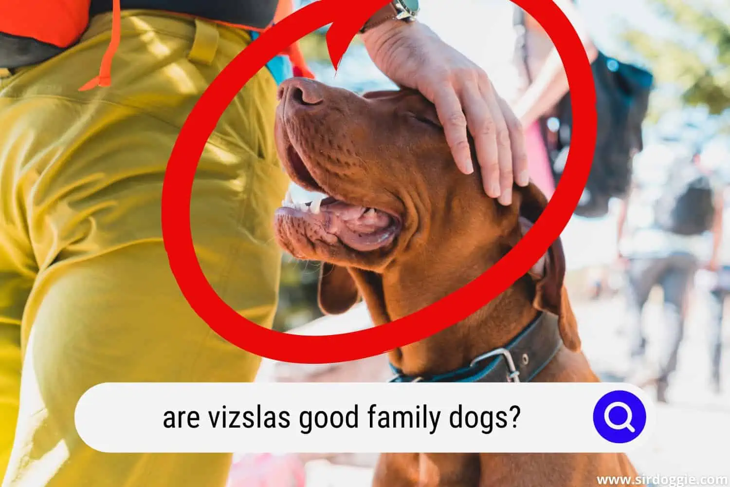 are vizslas good family dogs