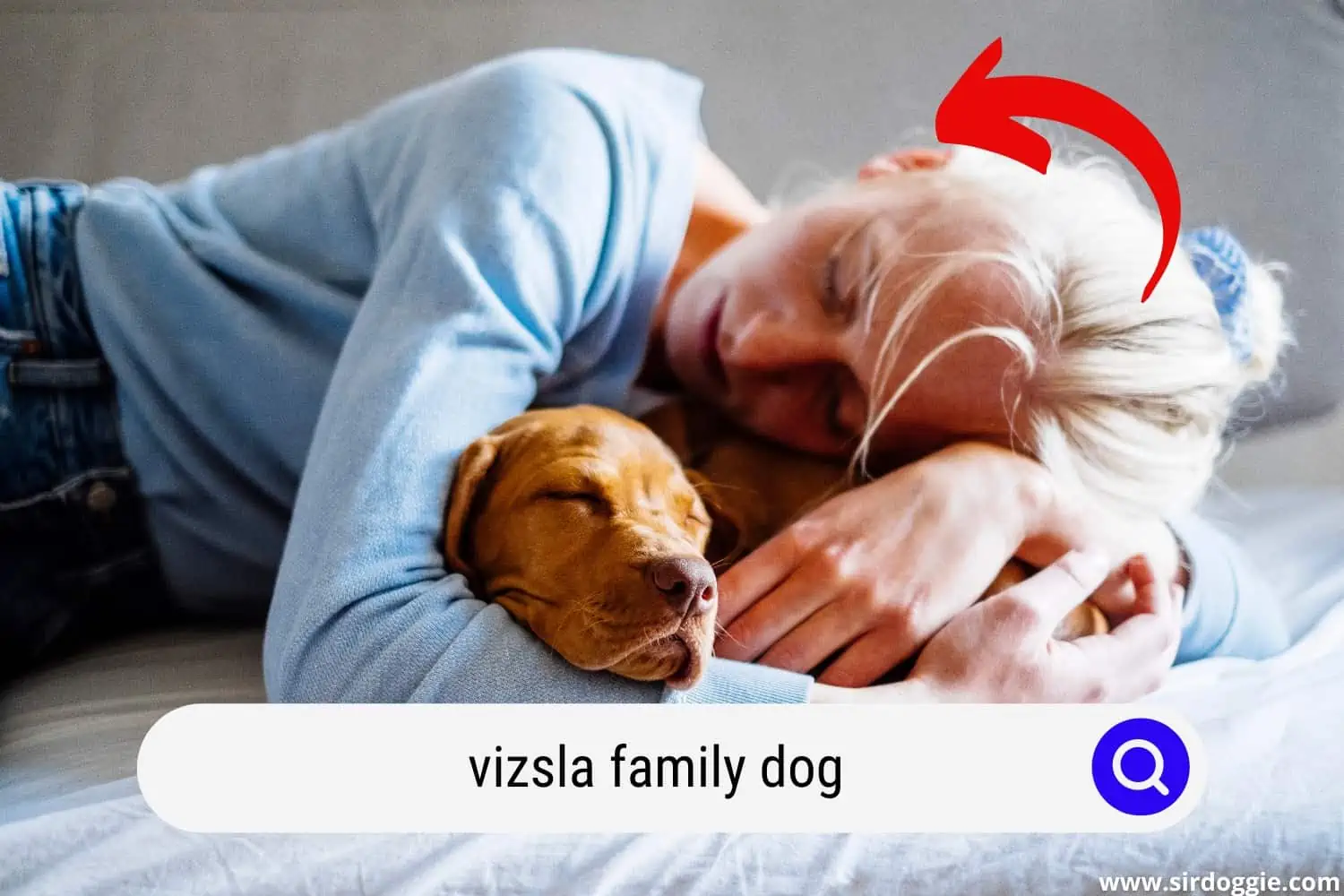 Vizsla family dog sleeping together with pet owner
