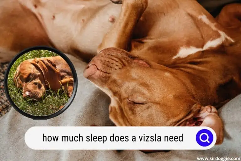 How Much Sleep Does a Vizsla Need?