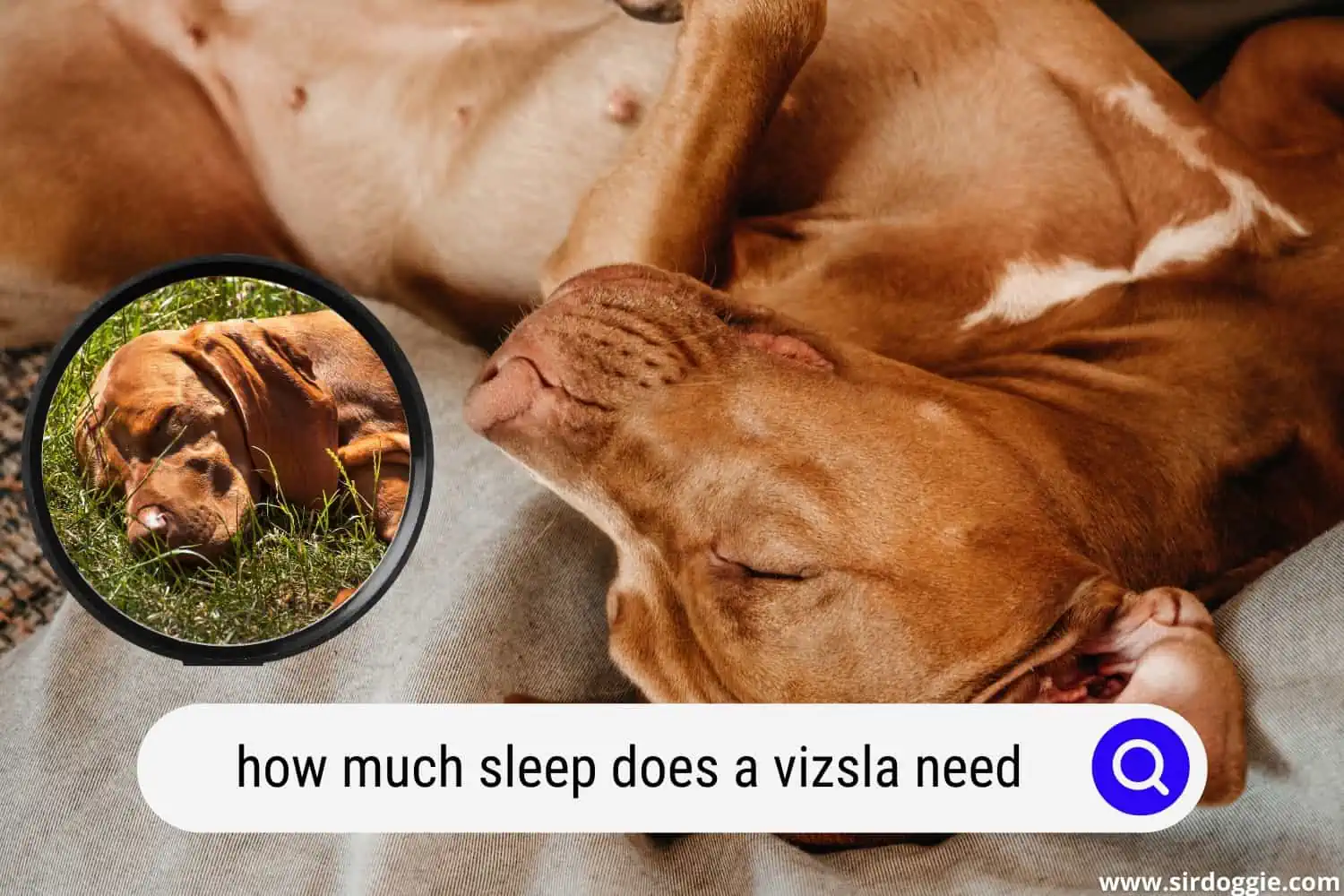 how much sleep does a vizsla need