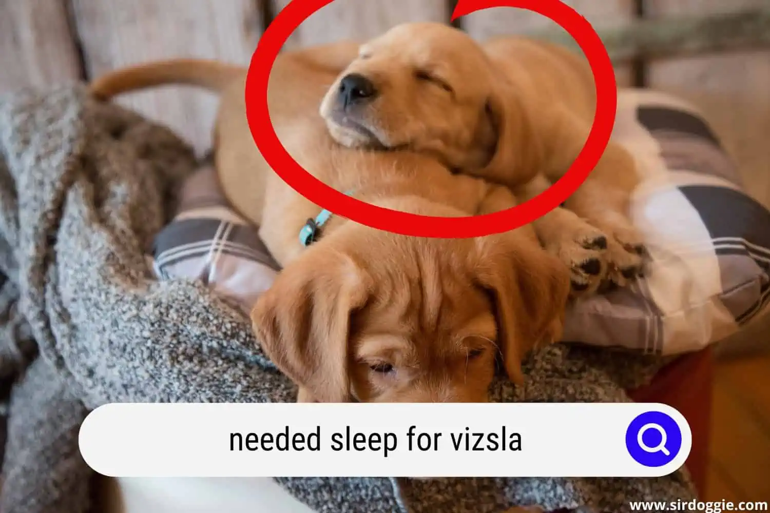 vizsla puppies sleeping