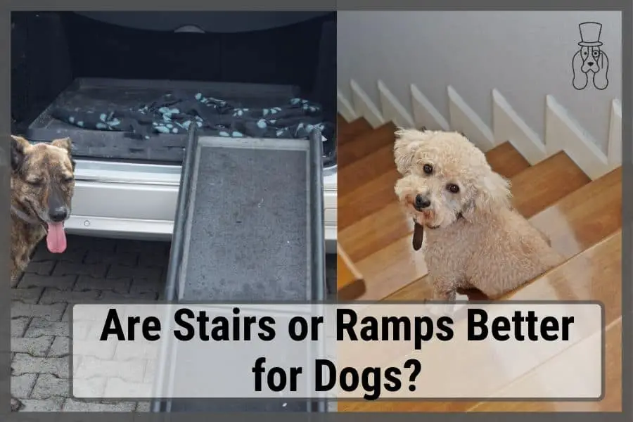 dog stairs vs. dog ramp image - comparing the two