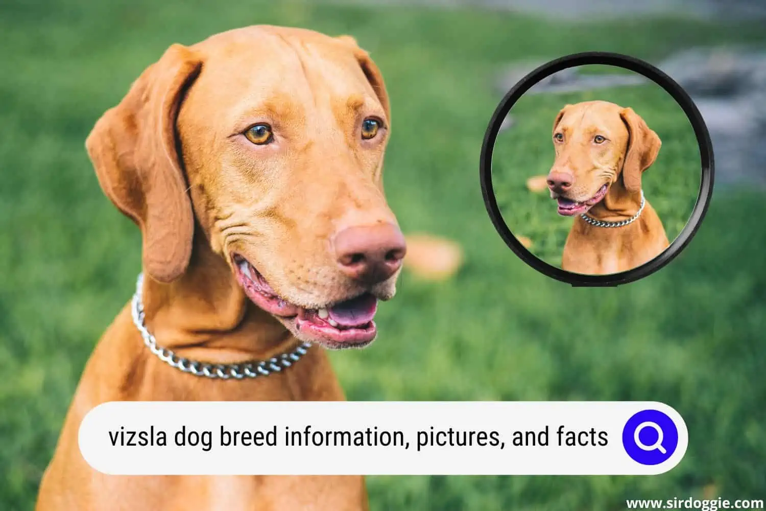 vizsla dog breed information