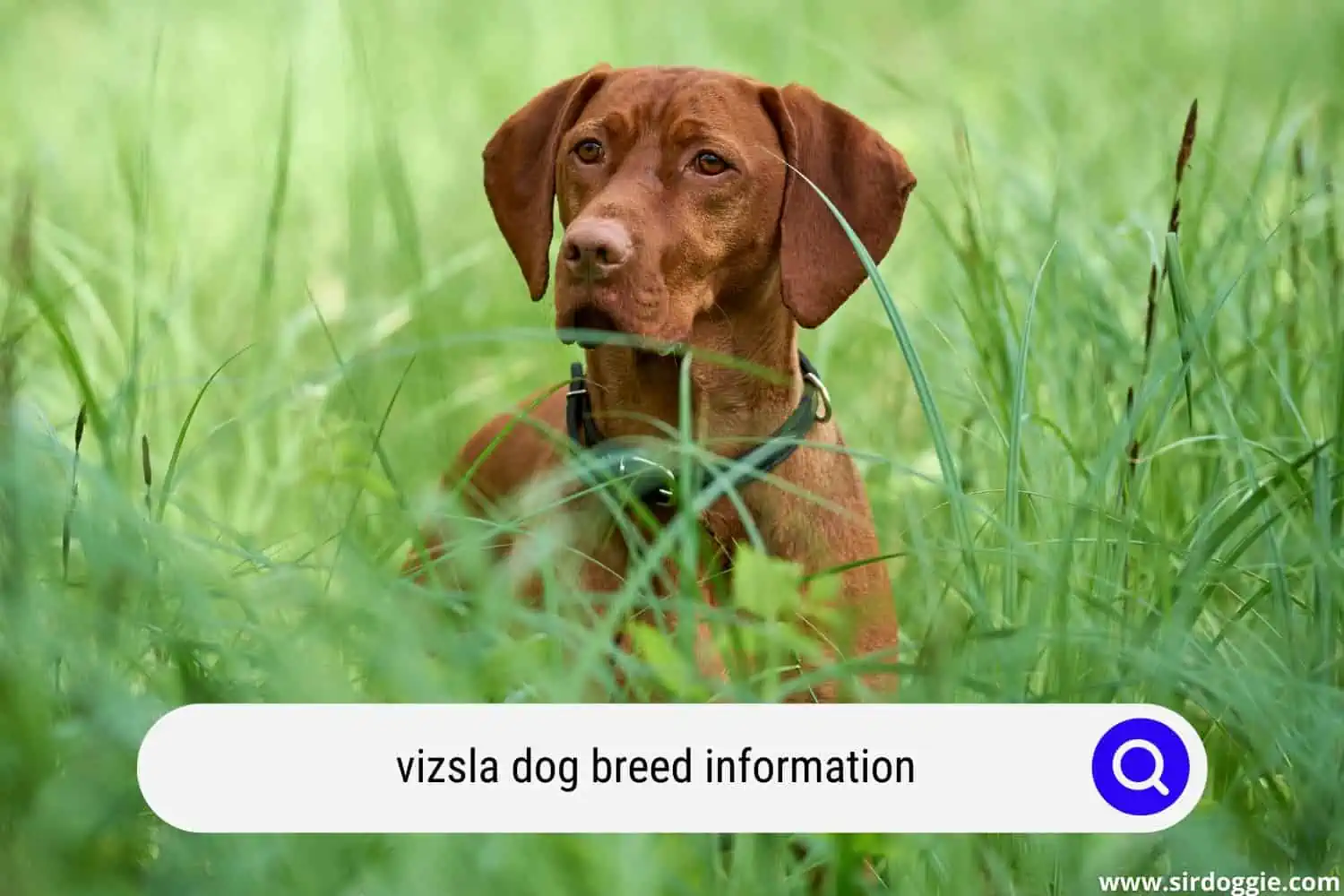Vizsla dog walking in the green grass