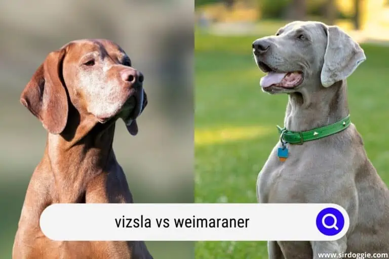 Vizsla vs Weimaraner (Important Differences To Consider)