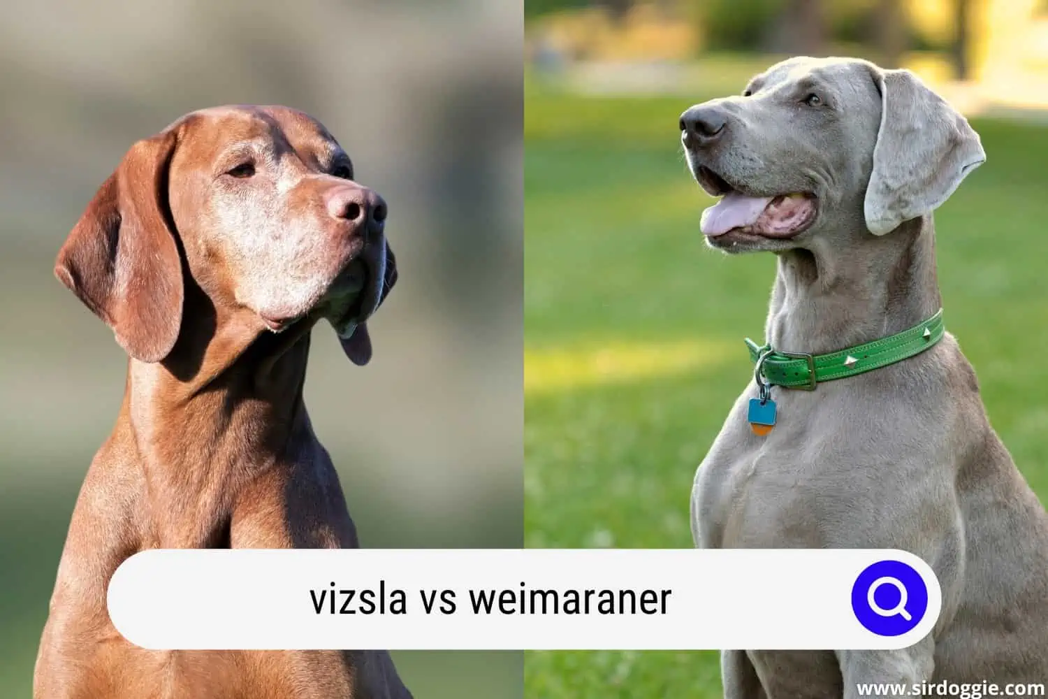 vizsla vs weimaraner