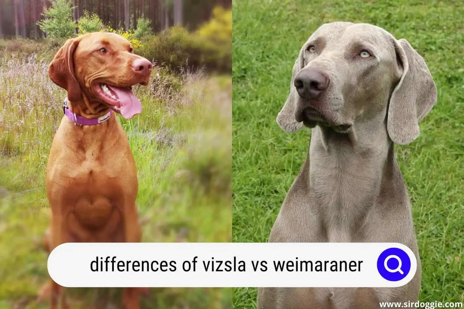 Vizsla and Weimaraner dog