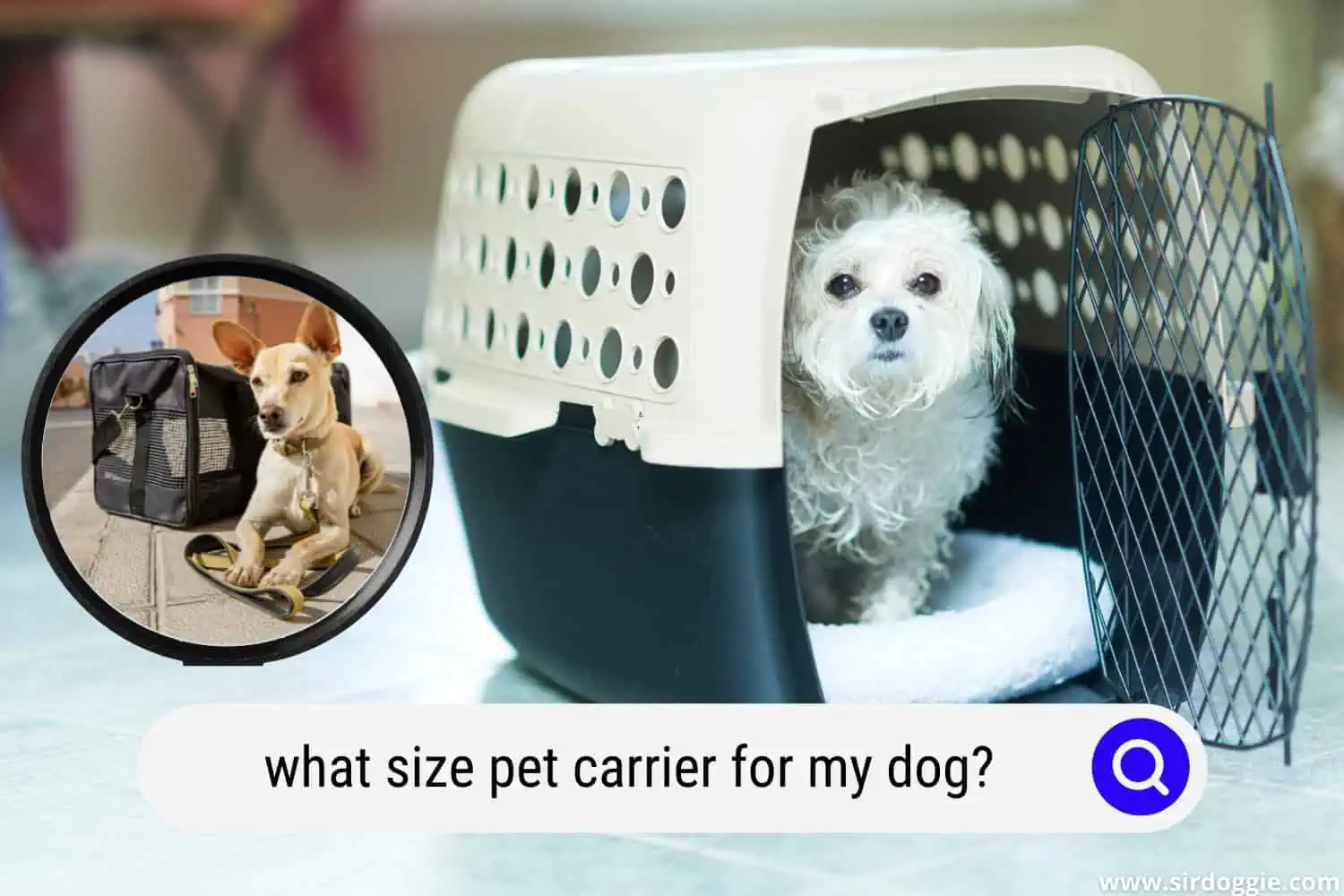 what size pet carrier dog