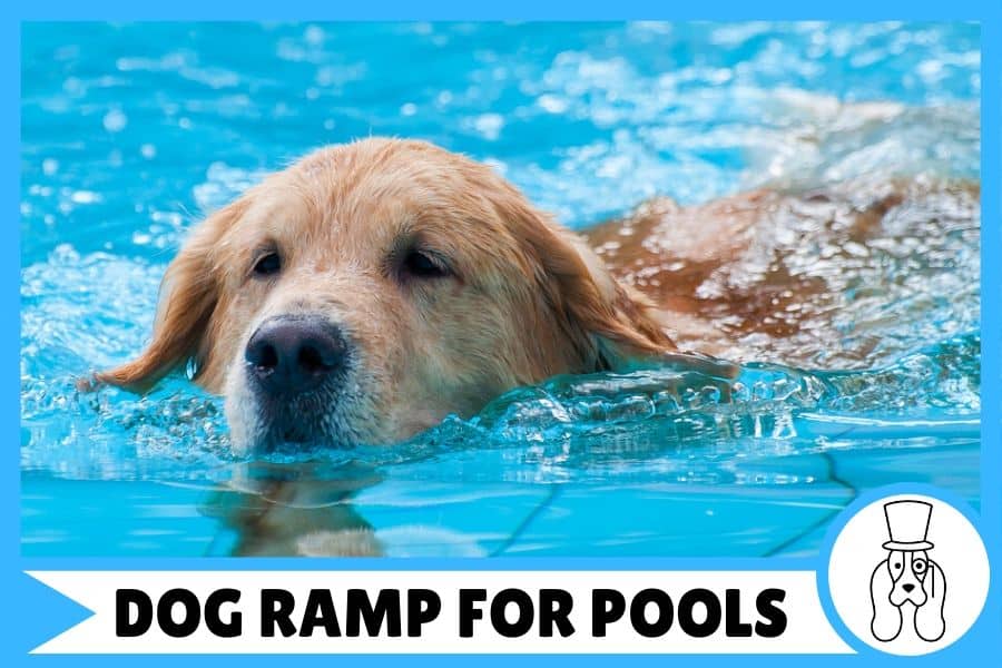 dog swimming in pool close up