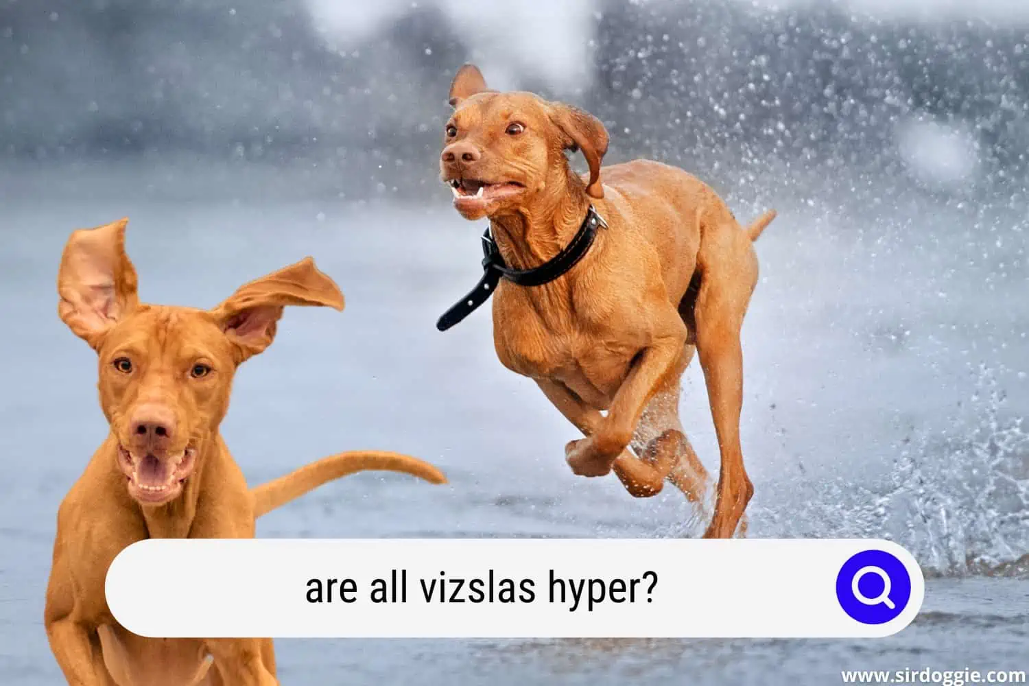 are all vizslas hyper