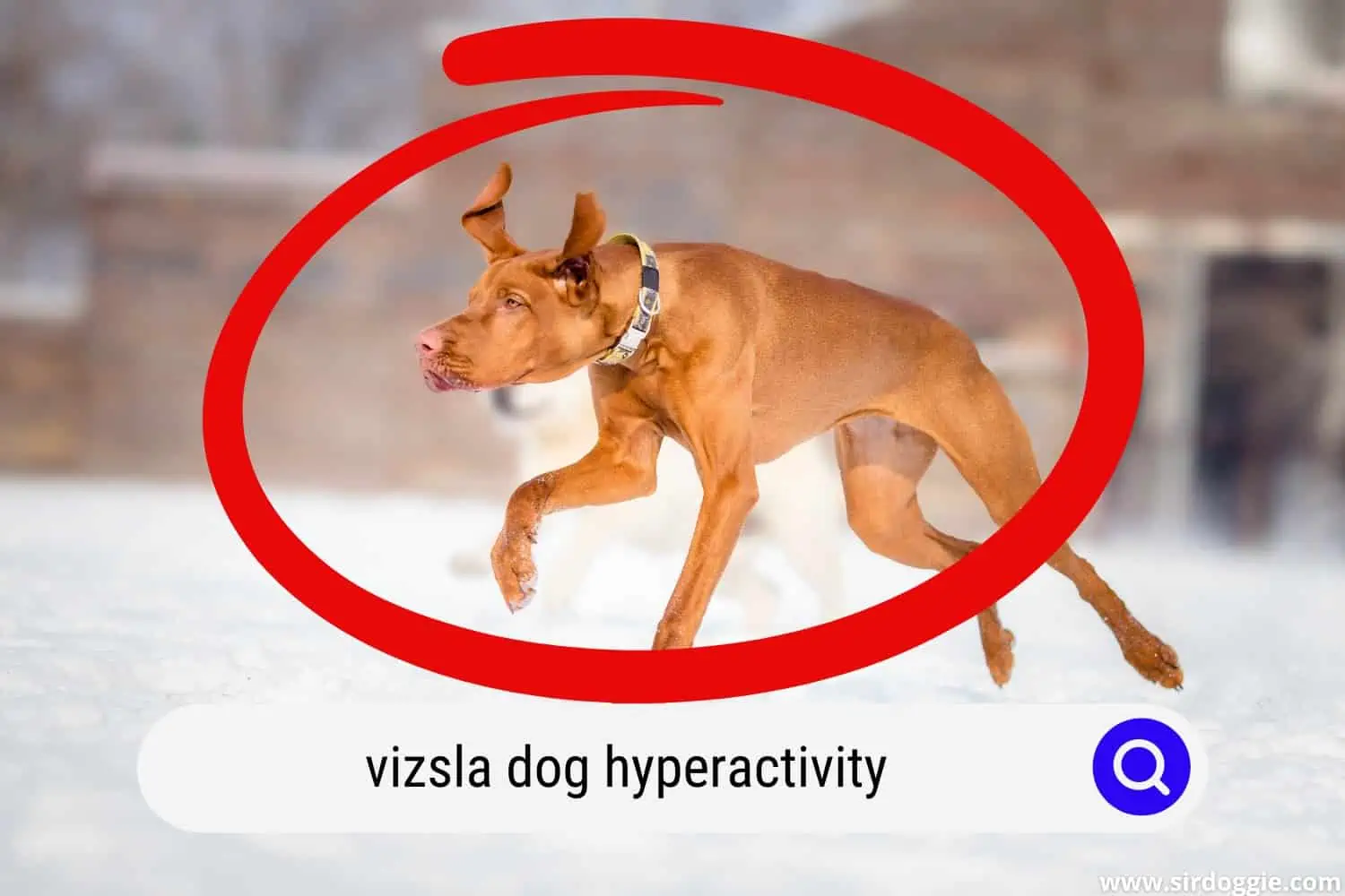 A hyper Vizsla dog running in snow