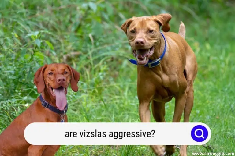 Are Vizslas Aggressive?