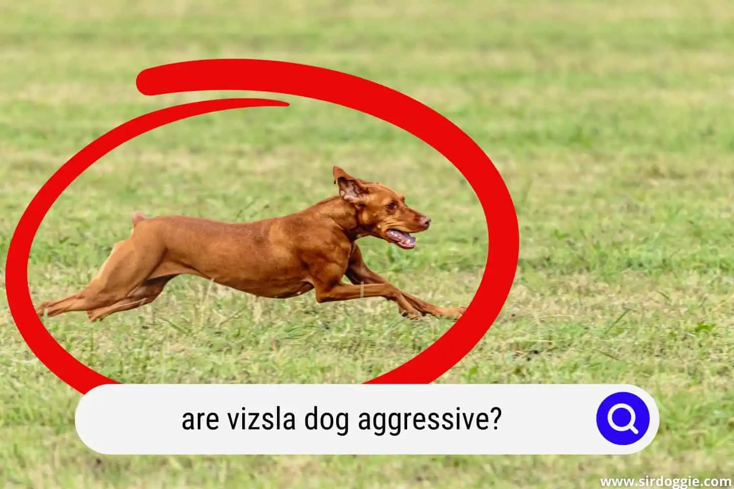 An aggressive Vizsla dog running in the field