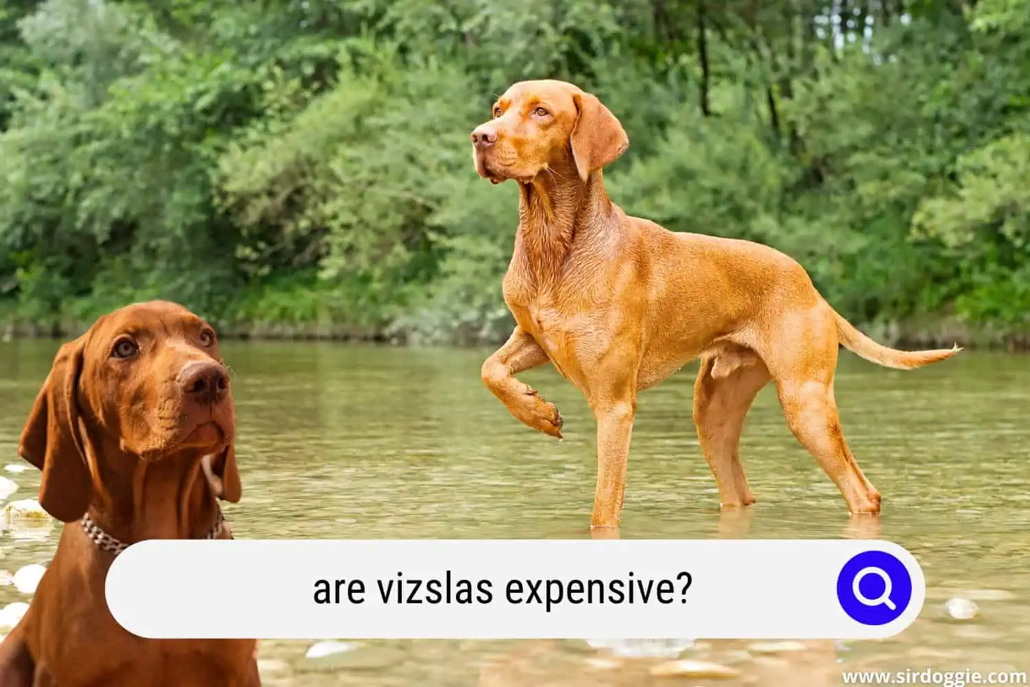 are vizslas expensive