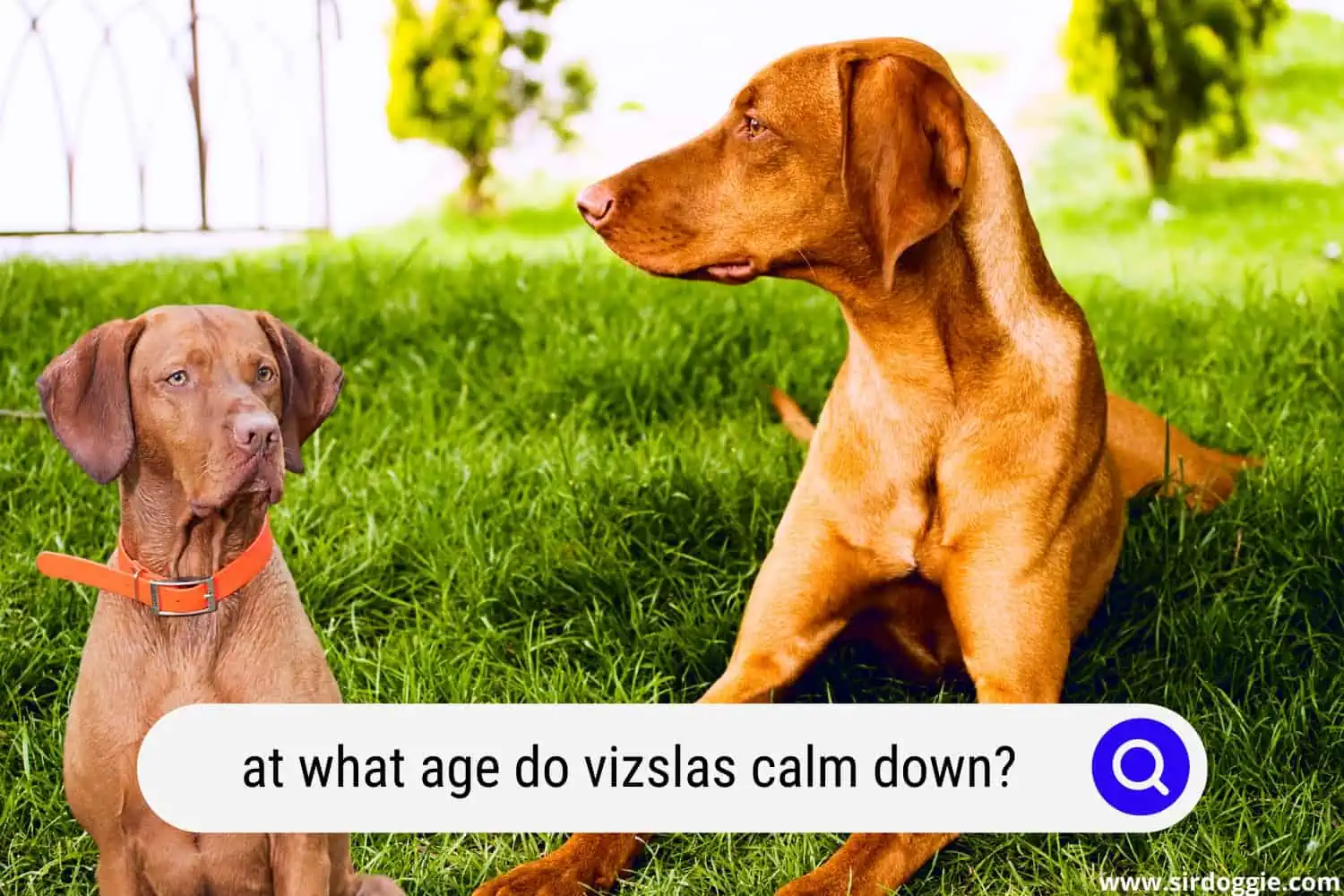 at what age do vizslas calm down