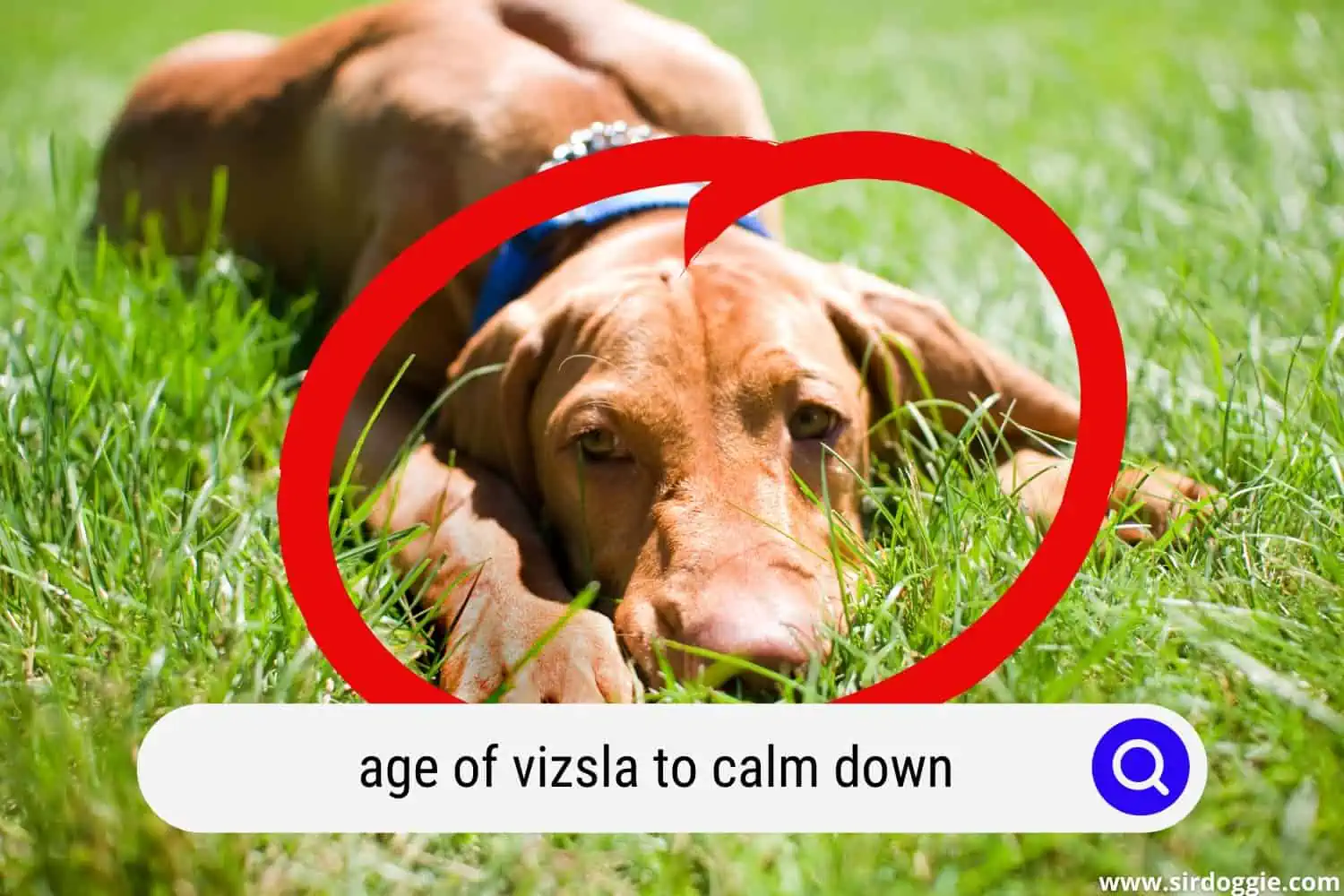 Vizsla dog lying in the grass