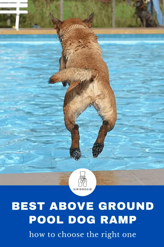 A dog jumping in the pool