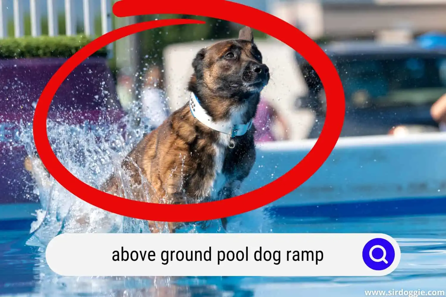 A dog standing in above the ground pool ramp