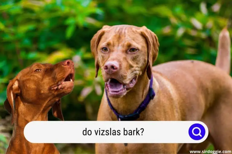 Do Vizslas Bark?