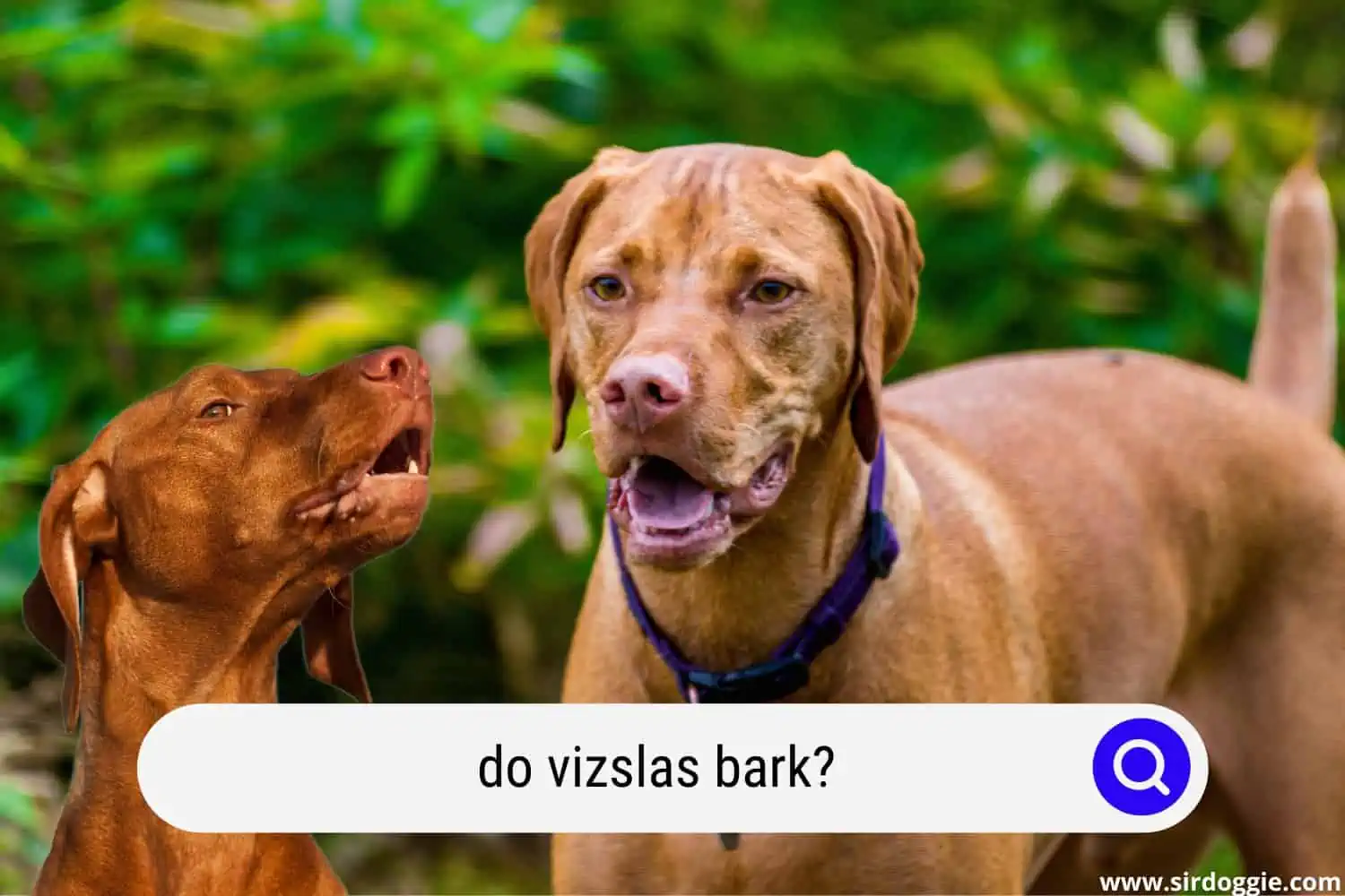 do vizslas bark