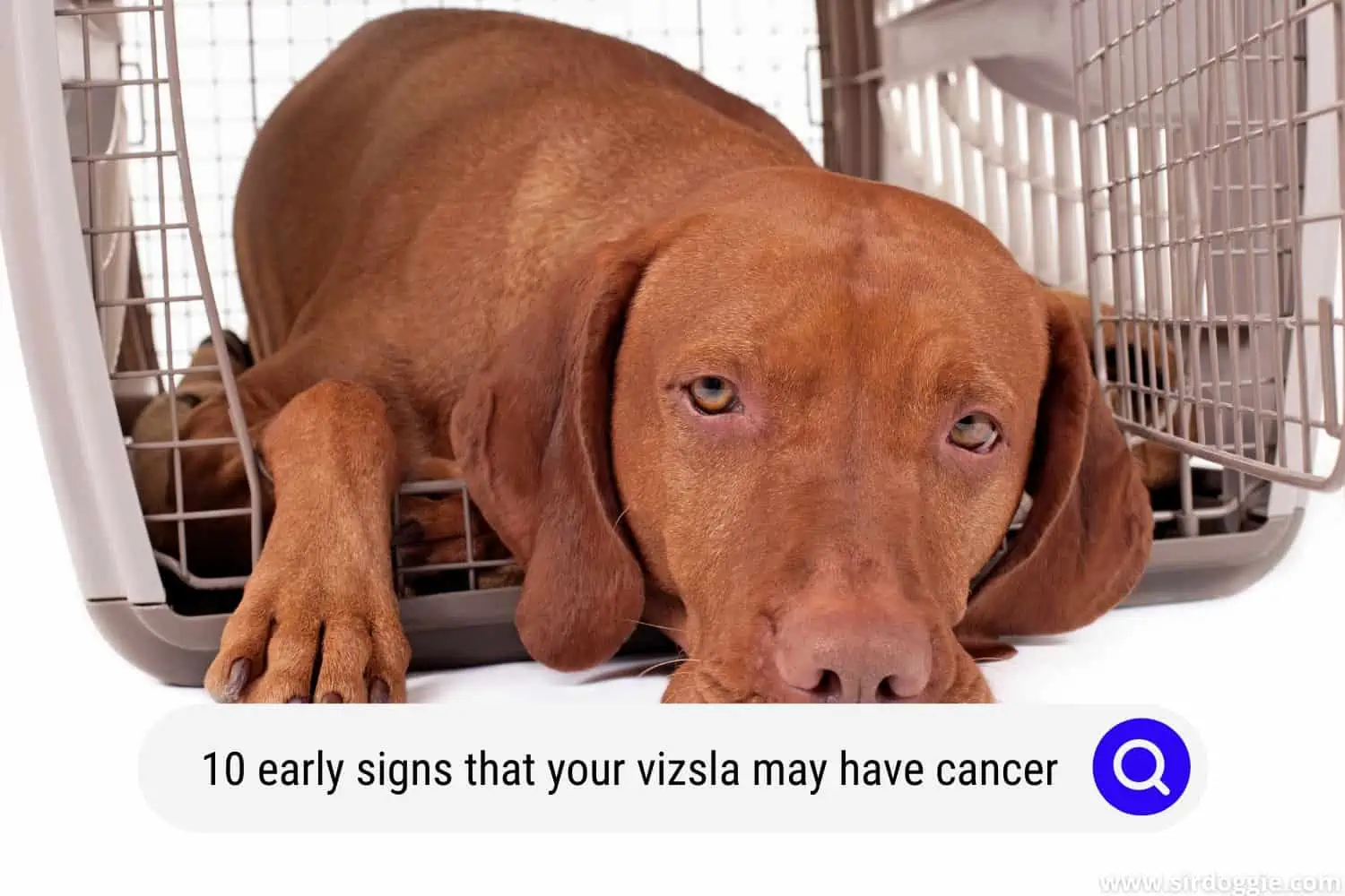 early signs that your vizsla may have cancer