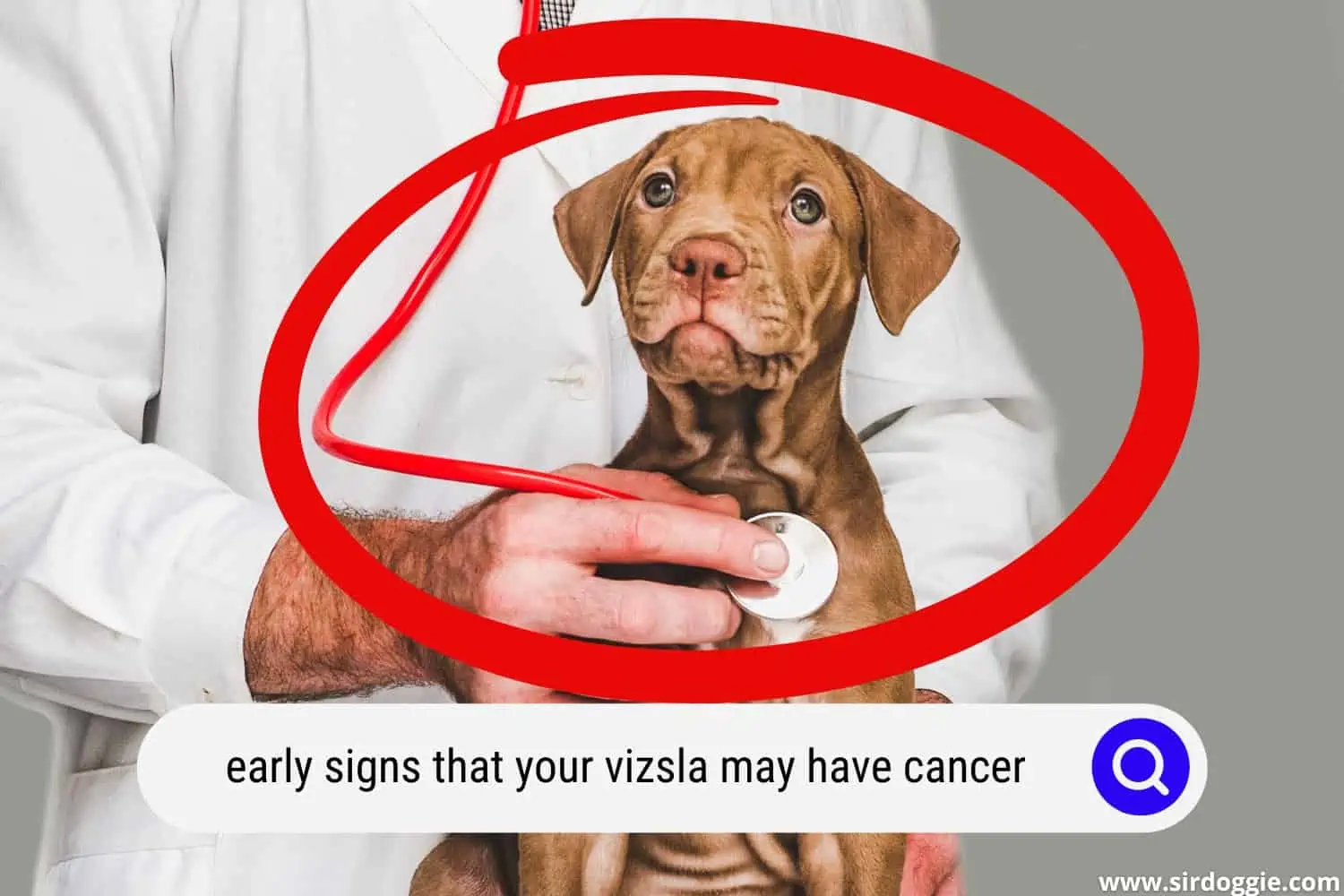A vet doctor checking the heartbeat of Vizsla dog