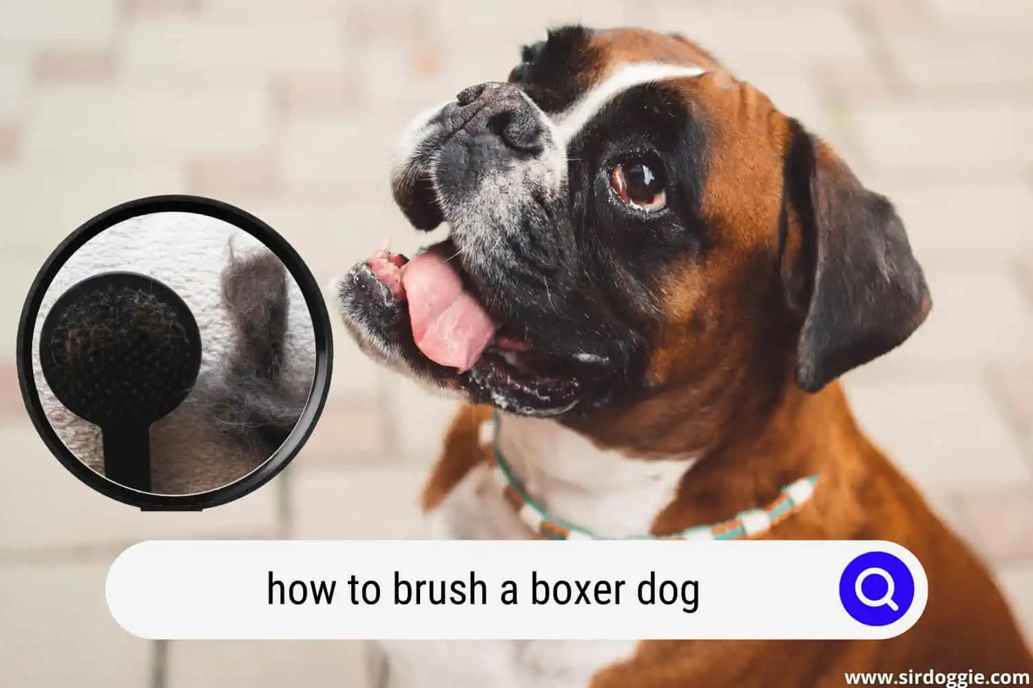 how to brush boxer dog