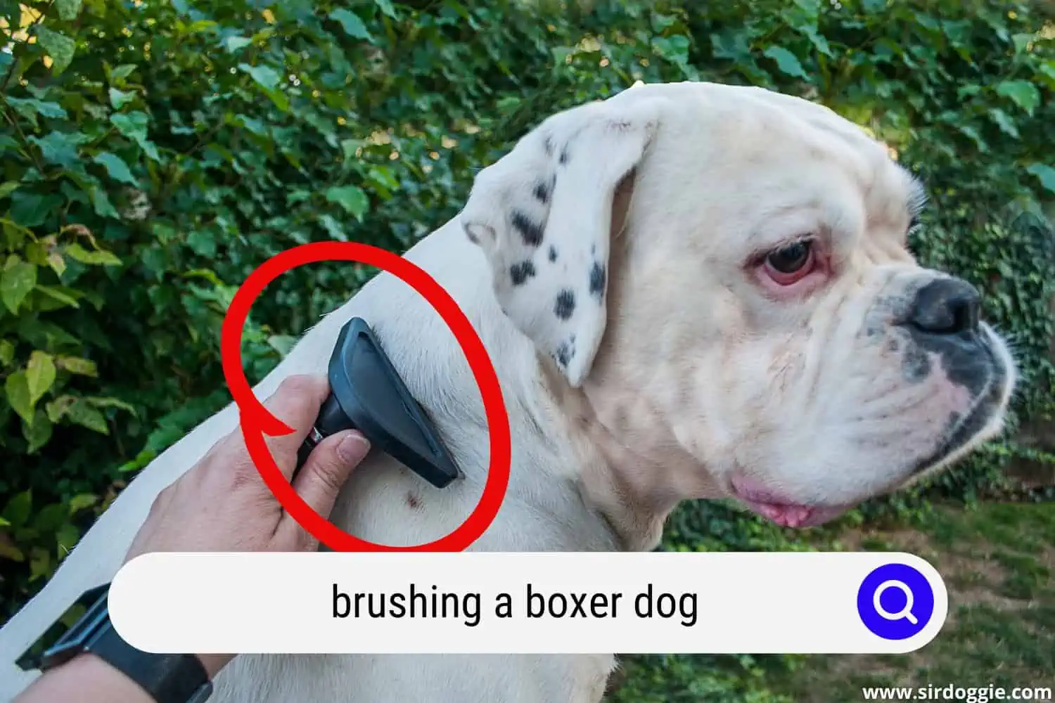 A photo of a pet owner's hand brushing boxer dog