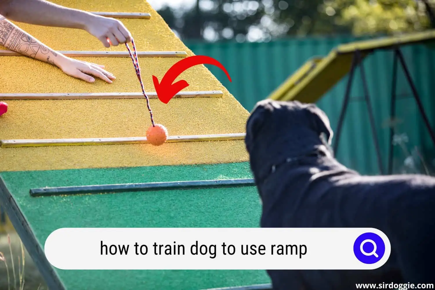 how train dog use ramp