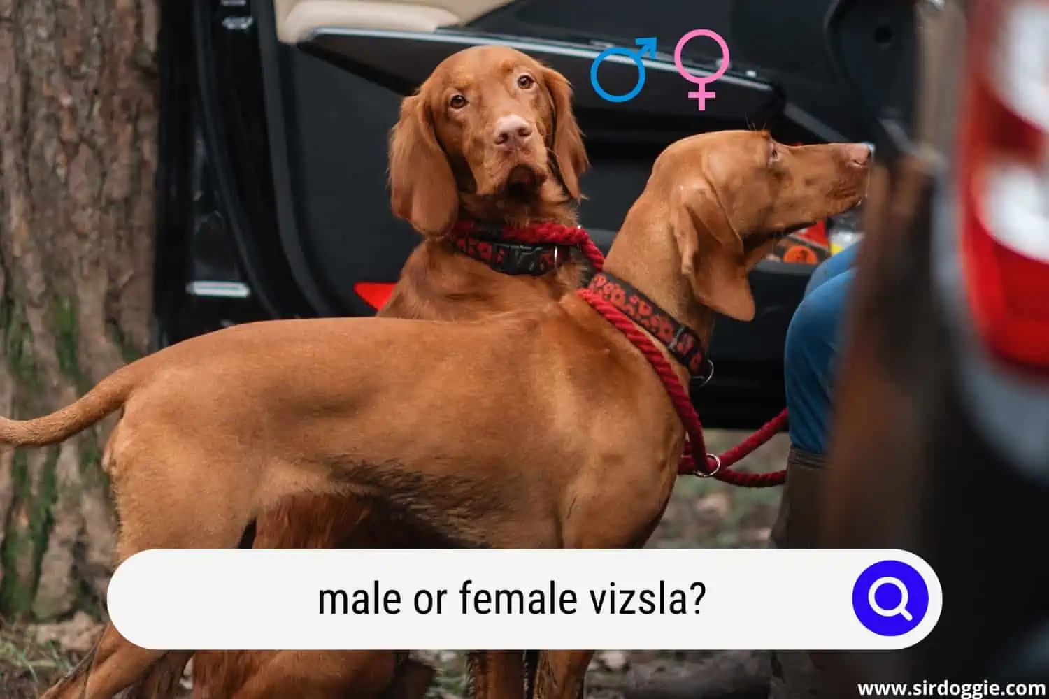male and female vizsla