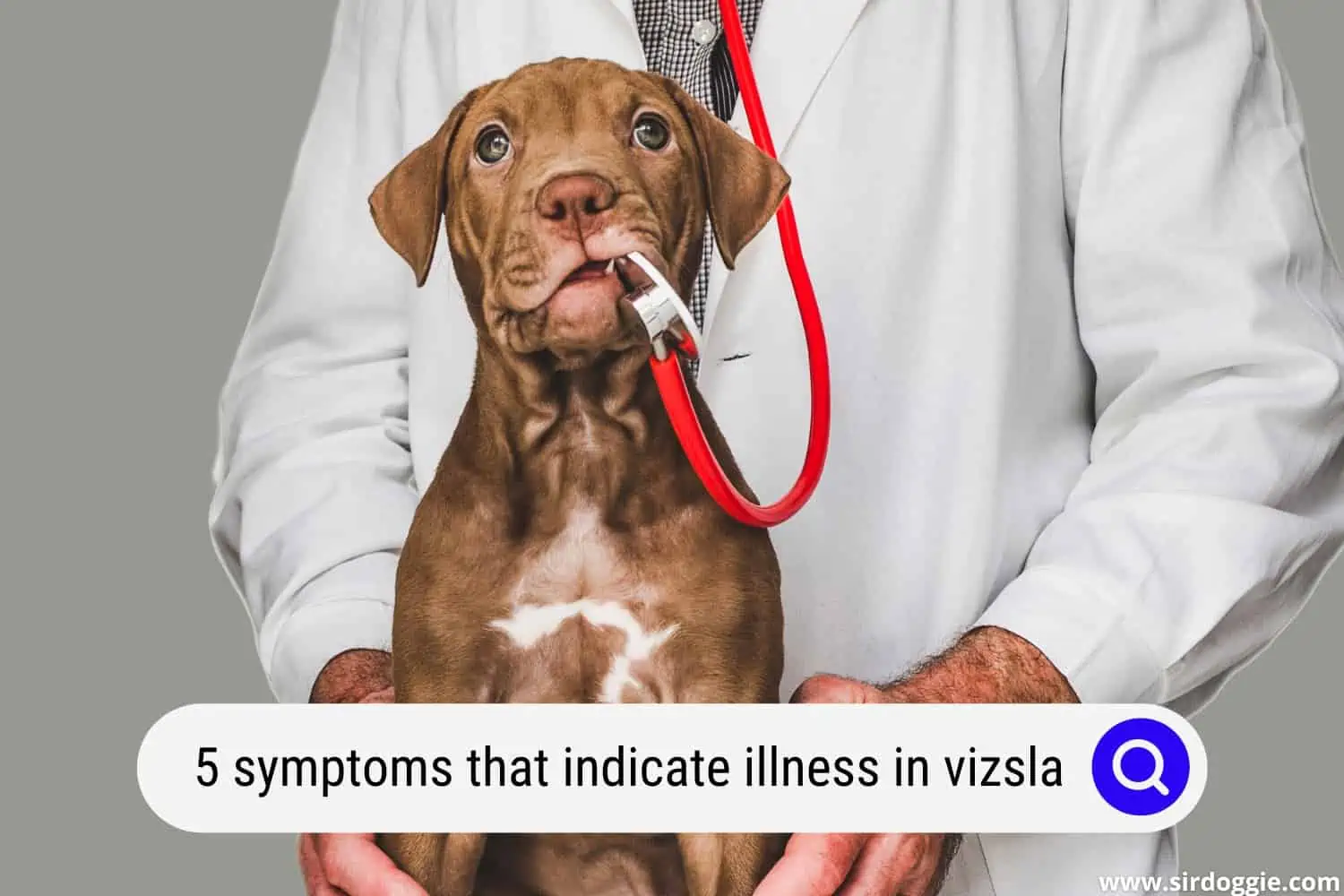 symptoms that indicate illness in vizsla