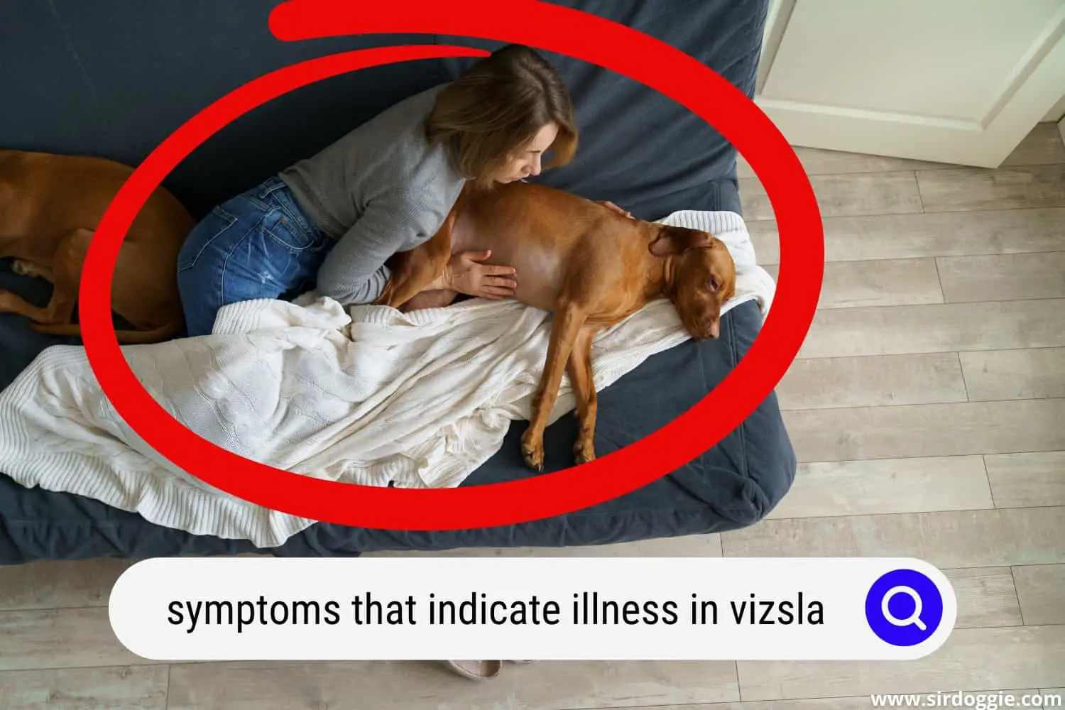 A pet owner taking care of her Vizsla dog with illness