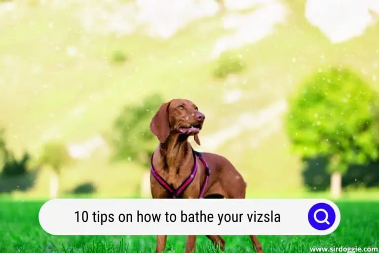 Ten Tips on How to Bathe Your Vizsla