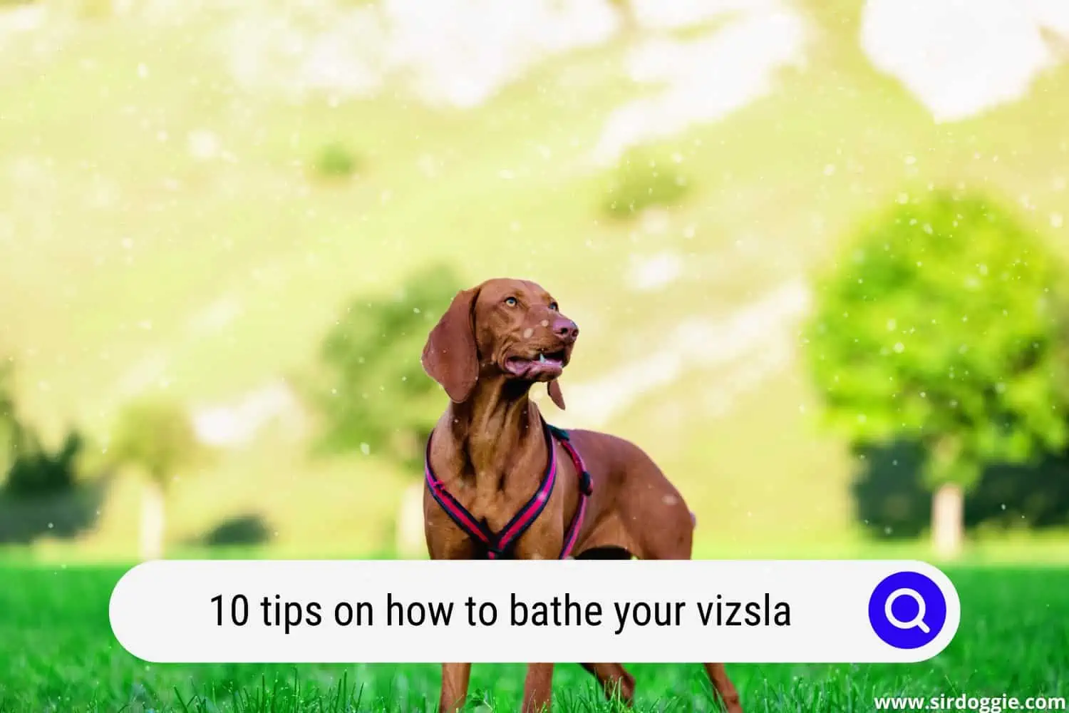 tips on how to bathe your vizsla