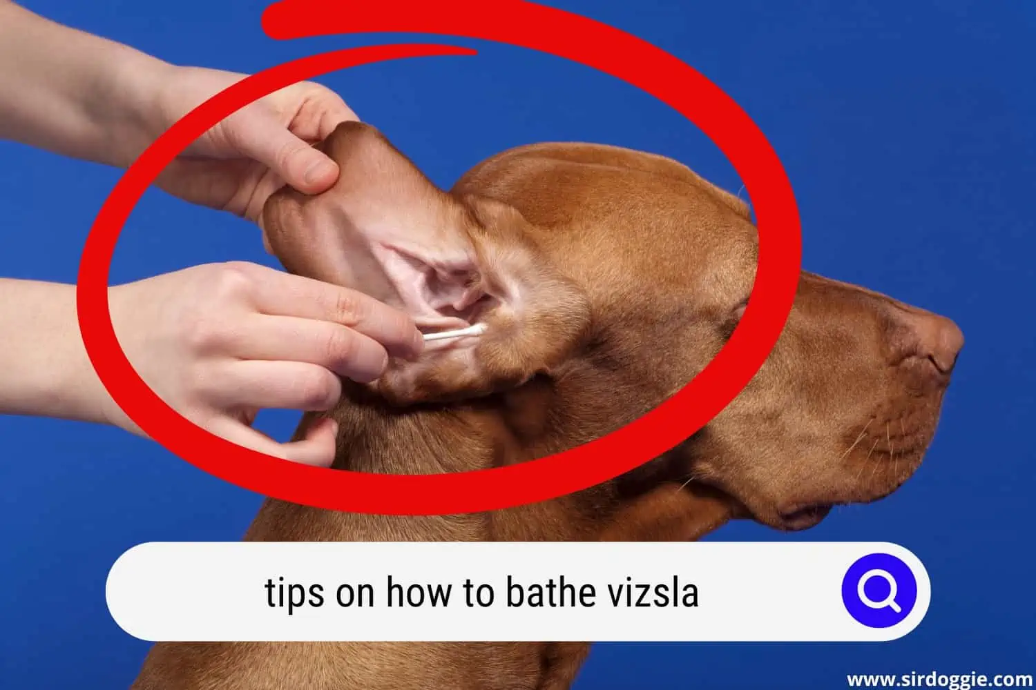 A person cleaning the ear of a Vizsla dog