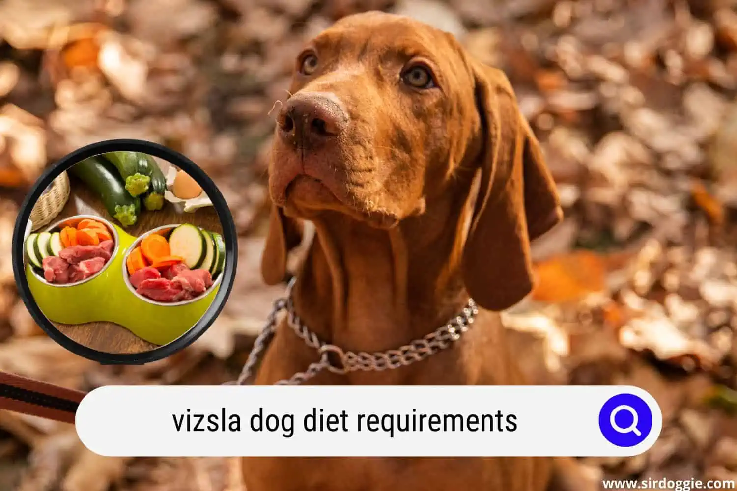 vizsla dog diet requirements